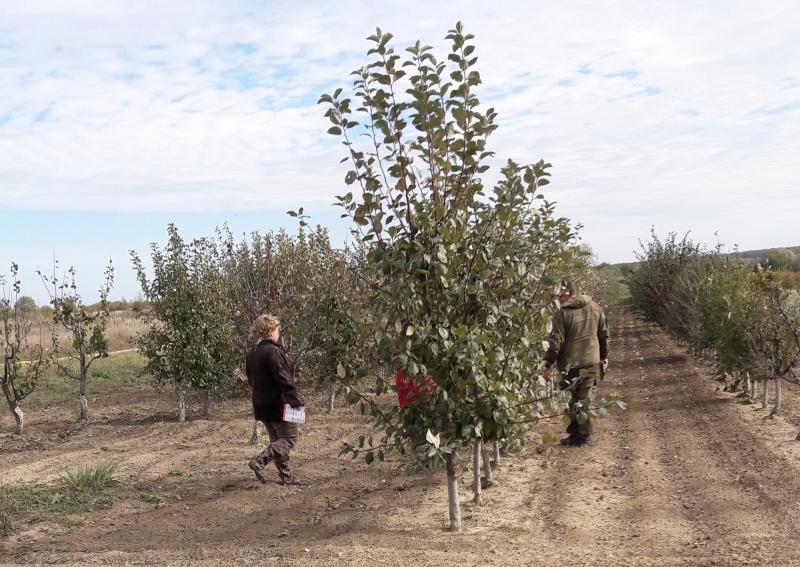 Специалисты владимирского филиала Россельхозцентра провели апробацию плодовых культур в Киржачском и Меленковском районах