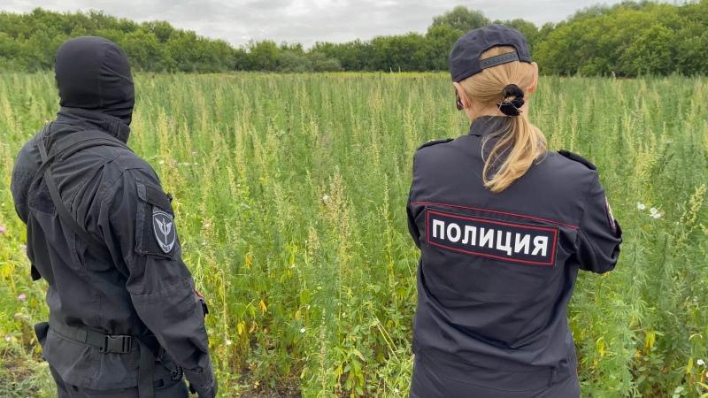 В Челябинской области при содействии ОМОН Росгвардии задержан мужчина, засеявшего более двух гектаров семенами дикорастущей конопли