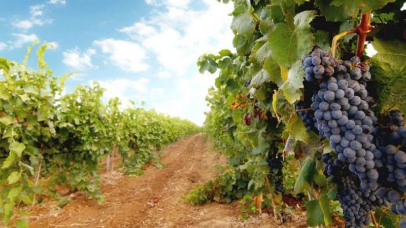 Сбор урожая винограда в 2021 году