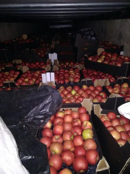 Смоленские таможенники пресекли ввоз из Белоруссии в Россию 20 тонн яблок по подложным документам