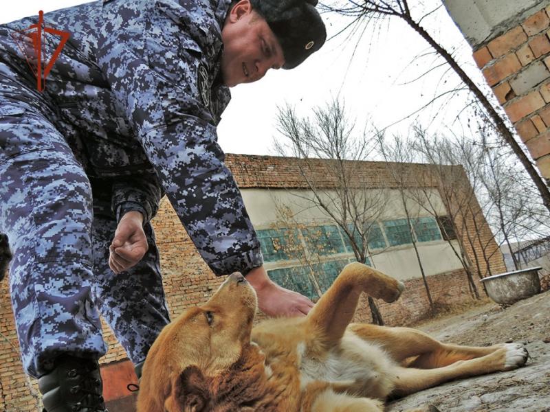 В Хакасии Росгвардейцы оказали помощь приюту для собак