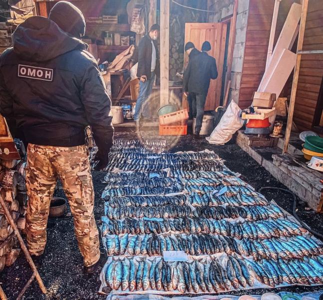 При участии сотрудников ОМОН на транспорте Управления Росгвардии по Иркутской области у жительницы Бурятии изъято более тысячи экземпляров незаконно добытой рыбы и икра