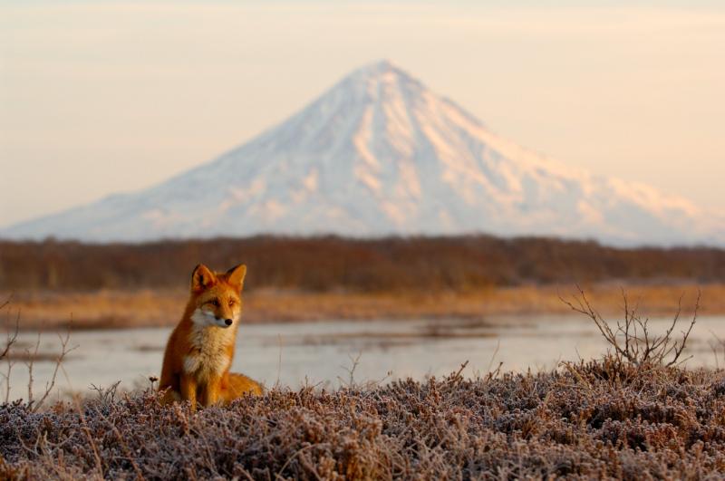 «Камчатка: твоё невероятное приключение» в «Москвариуме»