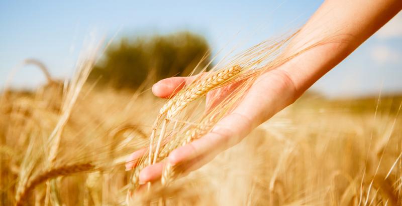 Россельхозбанк первым подписал соглашение с Министерством сельского хозяйства по программе льготного кредитования системообразующих предприятий АПК