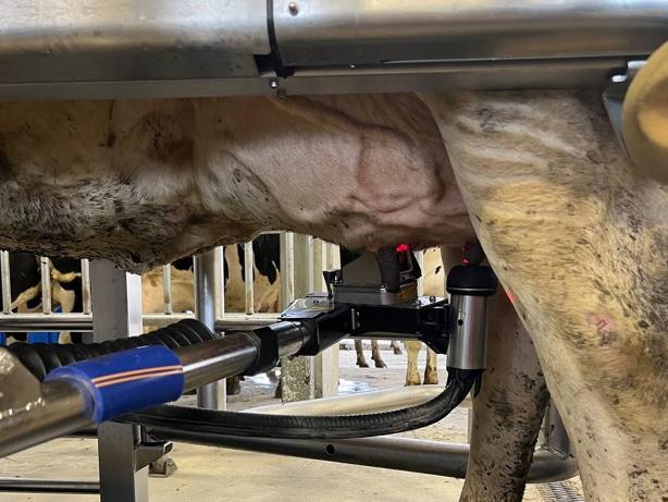 Кубанский ГАУ первым среди российских университетов обзавелся роботизированной системой доения коров
