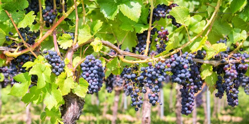 Россельхозбанк оценил потенциал инвестиций в закладку виноградников в 500 млрд рублей