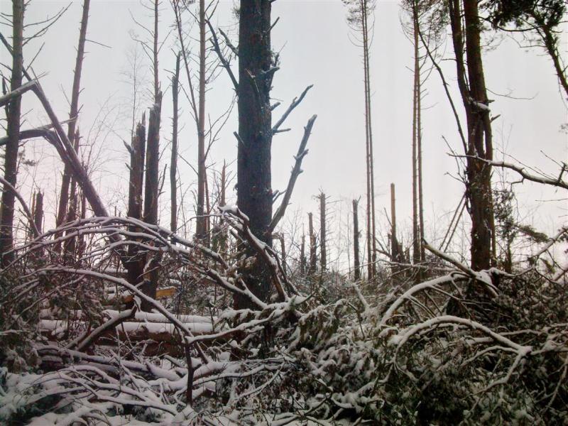 Смоленские лесопатологи обследуют ветровалы