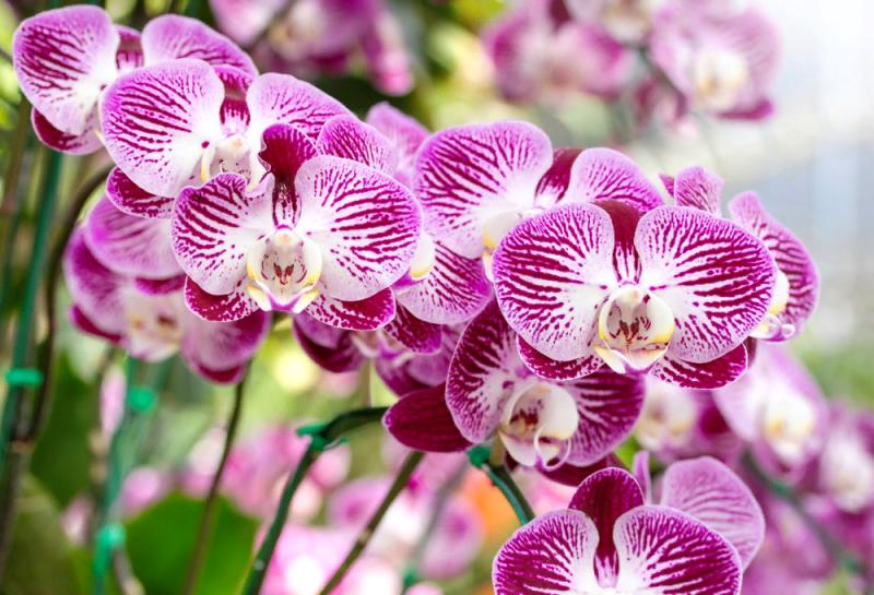 Выращивать орхидеи будет тепличный комплекс в Новосибирске