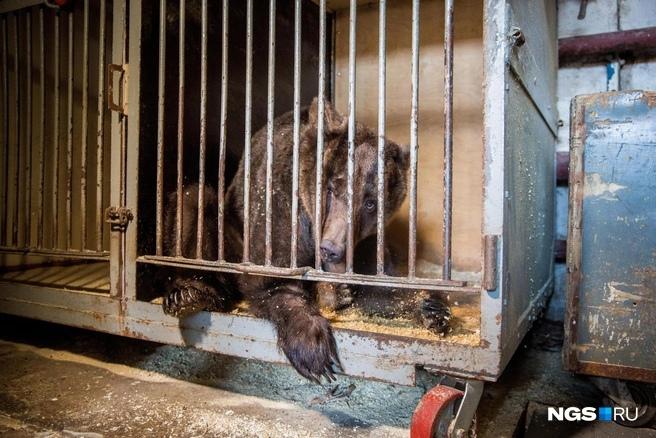 Звери не росли в маленьких клетках: суд в Новосибирске отказал дрессировщику, который требует назад бурых медведей