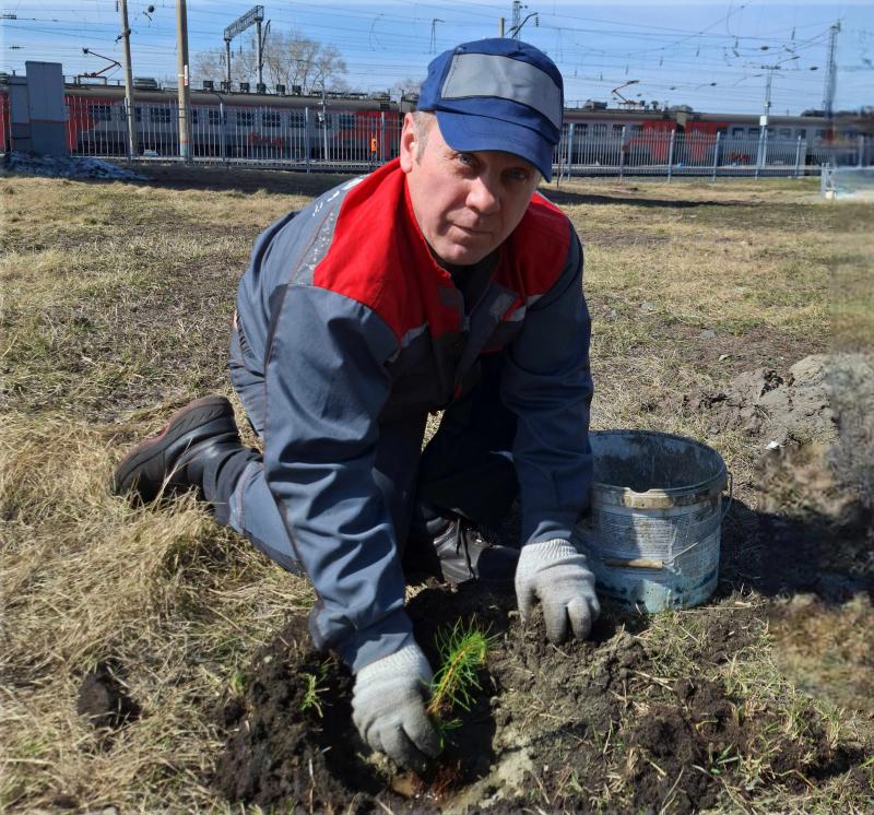 В сервисном локомотивном депо «Барнаул» посадили молодые сосны в рамках акции «Сад памяти»