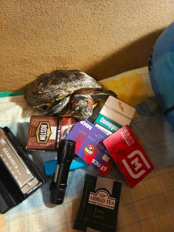 сегодня всемирный день черепахи 23 мая