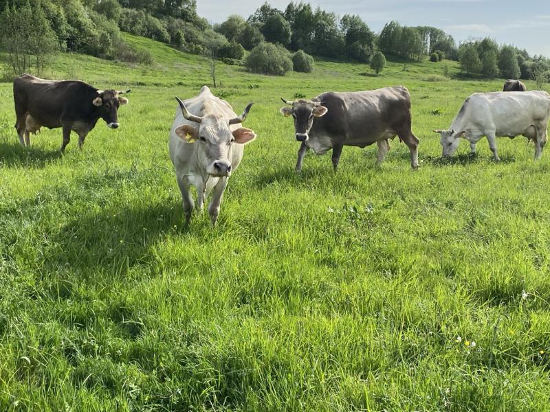 Костромские аграрии на платформе Своё Фермерство могут заказать проверенное племенное стадо