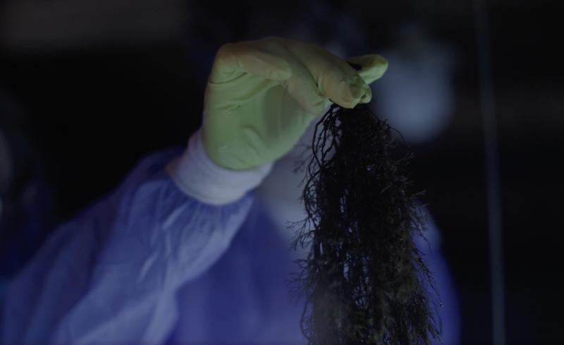 Водоросли помогут очистить акватории, пострадавшие от нефтяного загрязнения в Черном море