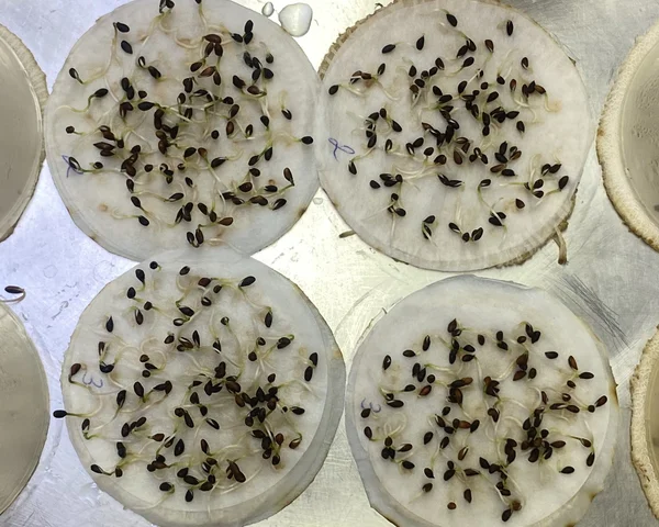 Плановая оценка качества семян лесных растений