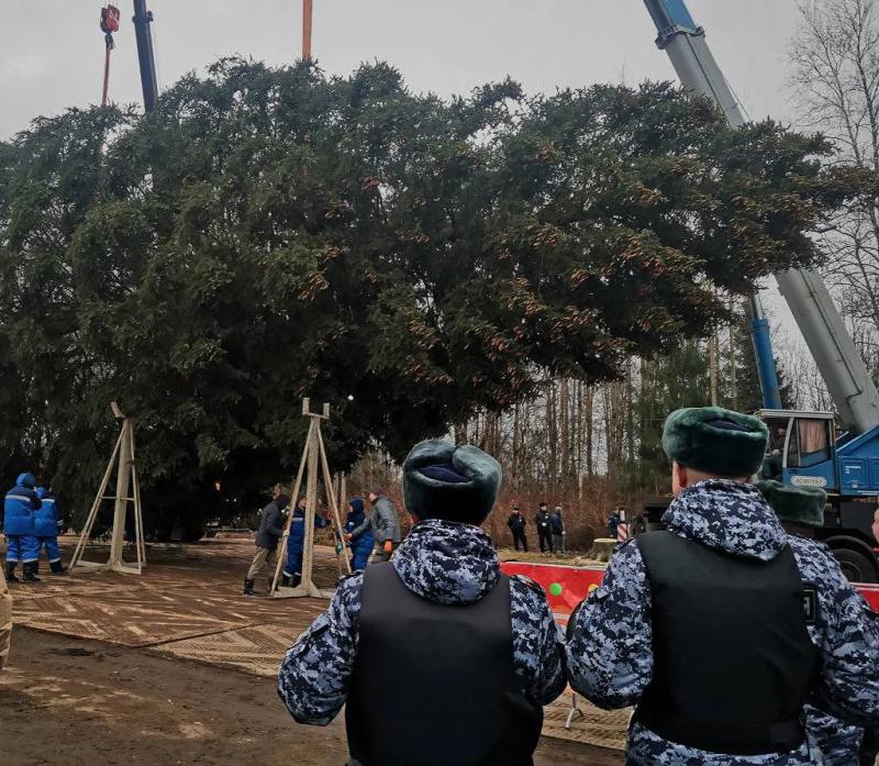 Росгвардейцы обеспечивают сохранность главной новогодней ёлки страны в Подмосковье в период её подготовки к транспортировке