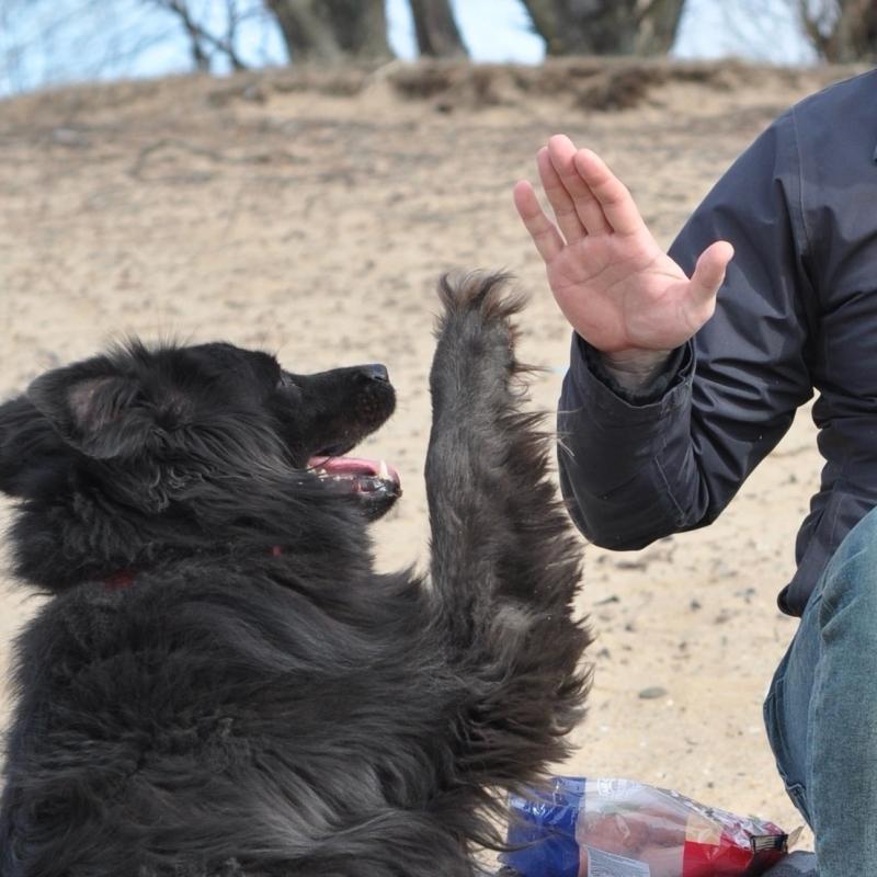 Сотрудники «ЛокоТех-Сервиса» поддержали приют «Ковчег»